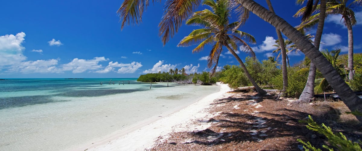 Palm trees and sea on Contoy Island beach.