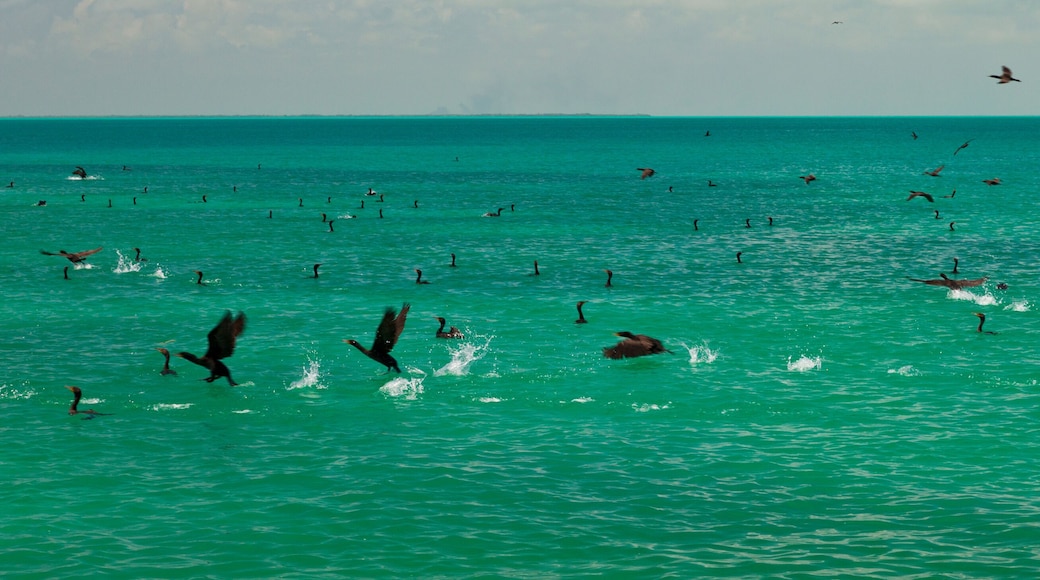 CORMORANES, Parque Nacional Isla Contoy, Estado de Quntana Roo, Península de Yucatán, México