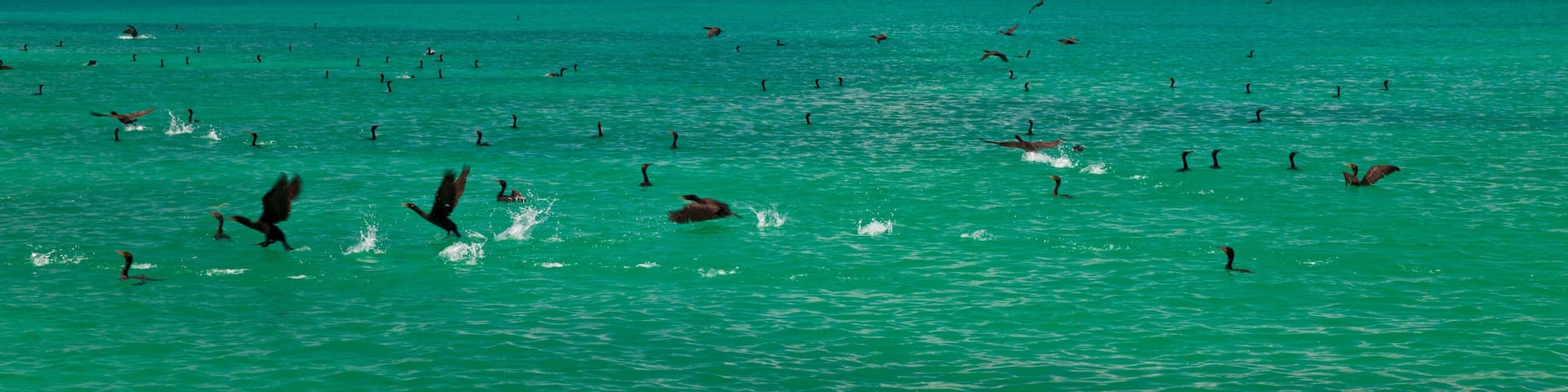 CORMORANES, Parque Nacional Isla Contoy, Estado de Quntana Roo, Península de Yucatán, México