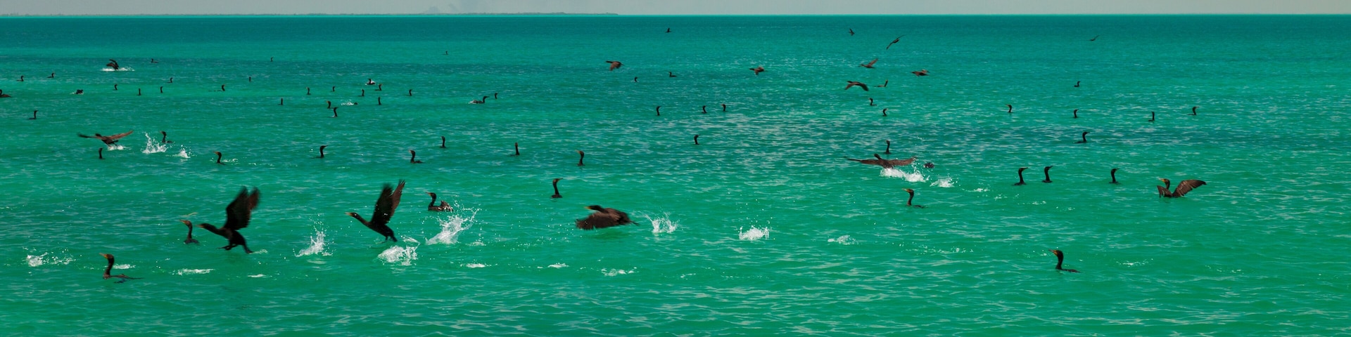 CORMORANES, Parque Nacional Isla Contoy, Estado de Quntana Roo, Península de Yucatán, México