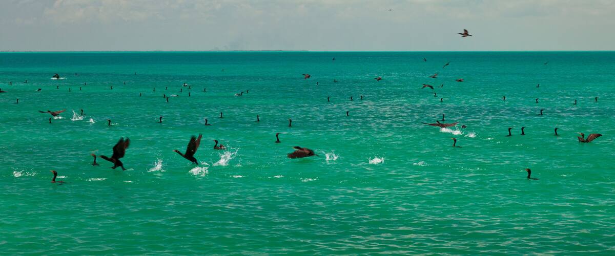 A turquoise sea with numerous birds flying and swimming.