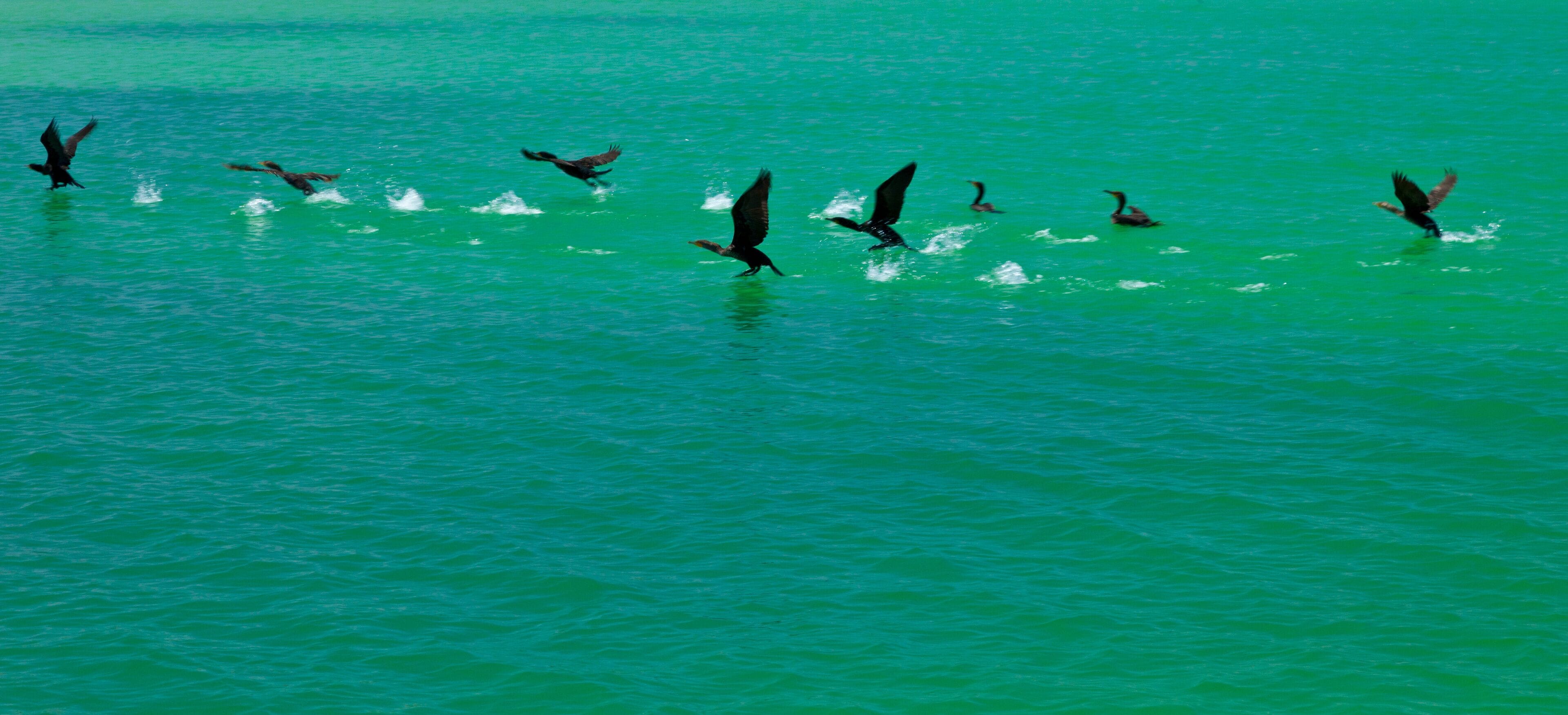Parque Nacional Isla Contoy, Estado de Quntana Roo, Península de Yucatán, México