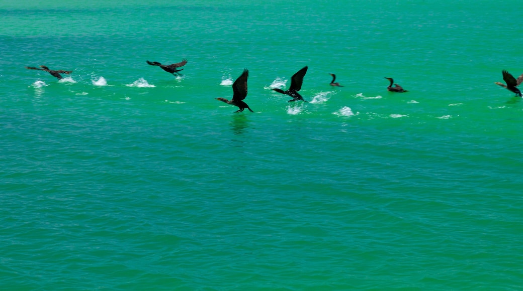 Parque Nacional Isla Contoy, Estado de Quntana Roo, Península de Yucatán, México