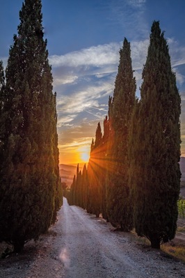 Sunset on a traditional cypress alley near Ponteginori in the Tuscany region of Italy.