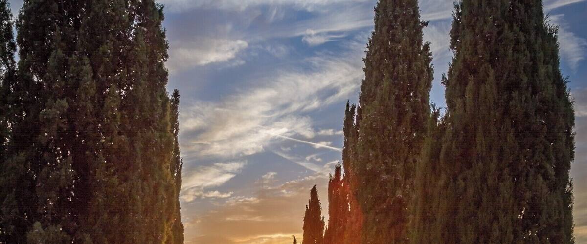 A gravel road flanked by tall cypress trees with the sun setting in the background.