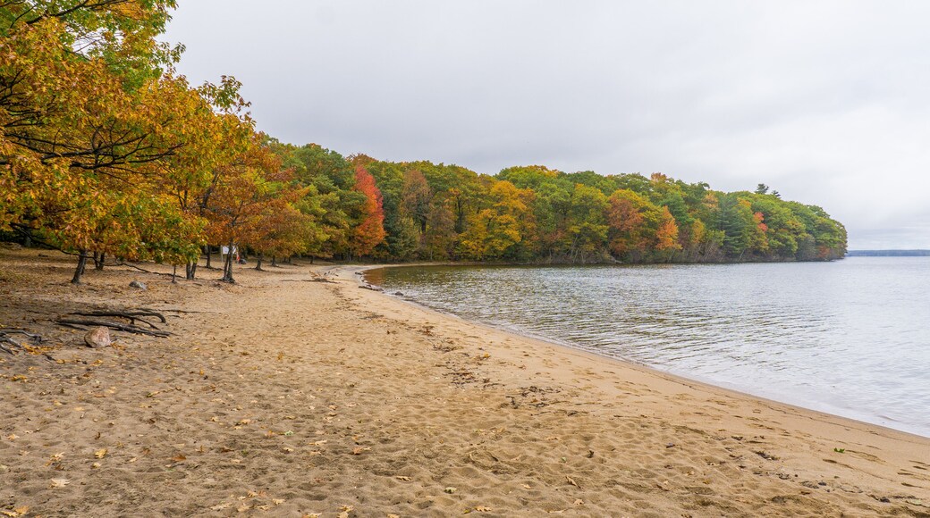 Ein Sandstrand mit herbstlich gefärbten Bäumen und einem stillen See.