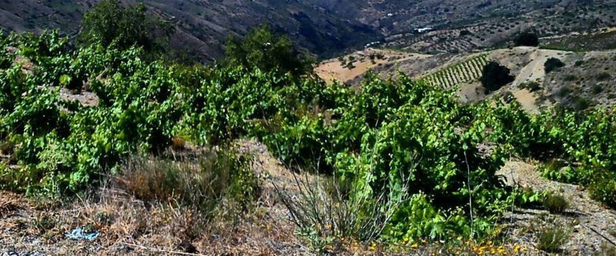 A vineyard with rows of grapevines and distant mountains under a clear blue sky.