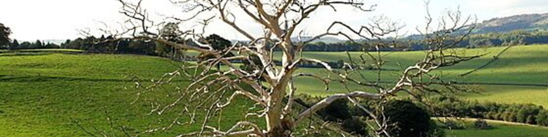 Dead tree near Pilsley This tree stands on its own - exposed to the north west. Whether it is its aspect or man's impact which has killed it may well never be known but it appears to have died suddenly rather than deteriorating through old age.