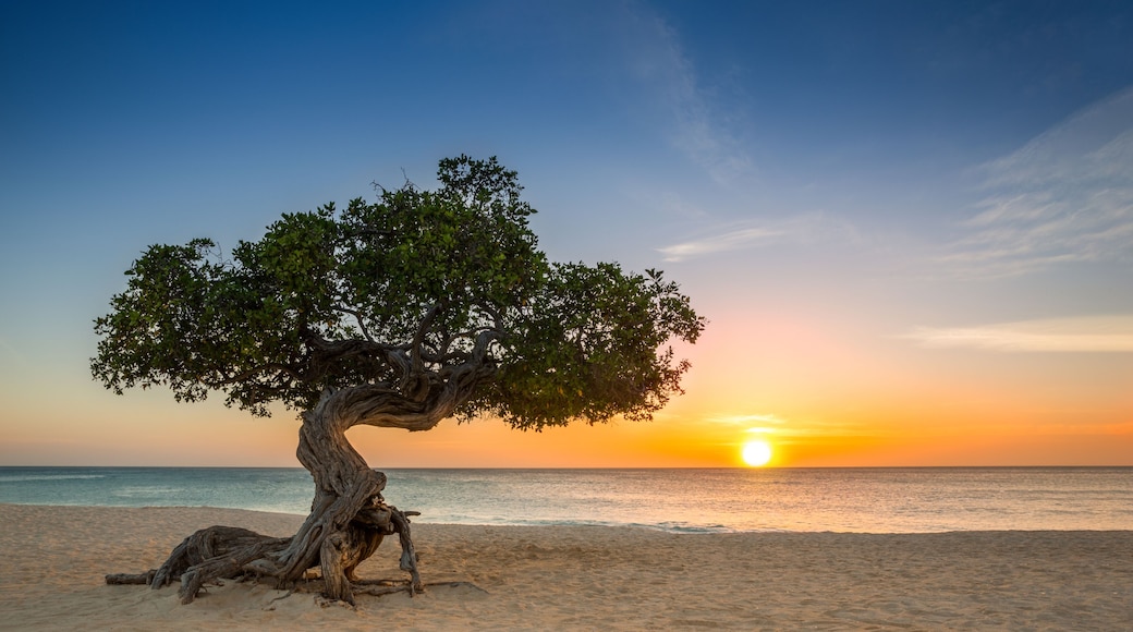 Divi Divi tree on Eagle Beach. The famous Divi Divi tree is Aruba's natural compass, always pointing in a southwesterly direction due to the trade winds that blow across the island