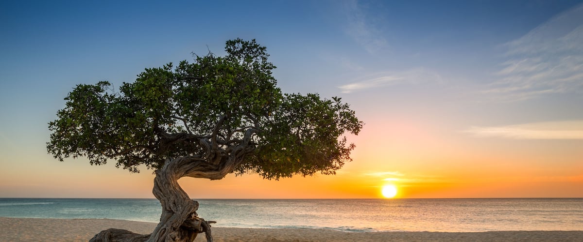 Divi Divi tree on Eagle Beach. The famous Divi Divi tree is Aruba's natural compass, always pointing in a southwesterly direction due to the trade winds that blow across the island