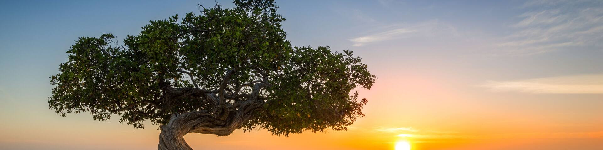 Divi Divi tree on Eagle Beach. The famous Divi Divi tree is Aruba's natural compass, always pointing in a southwesterly direction due to the trade winds that blow across the island