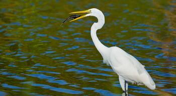 White egret caught a big fish Bubali Bird Sanctuary Aruba