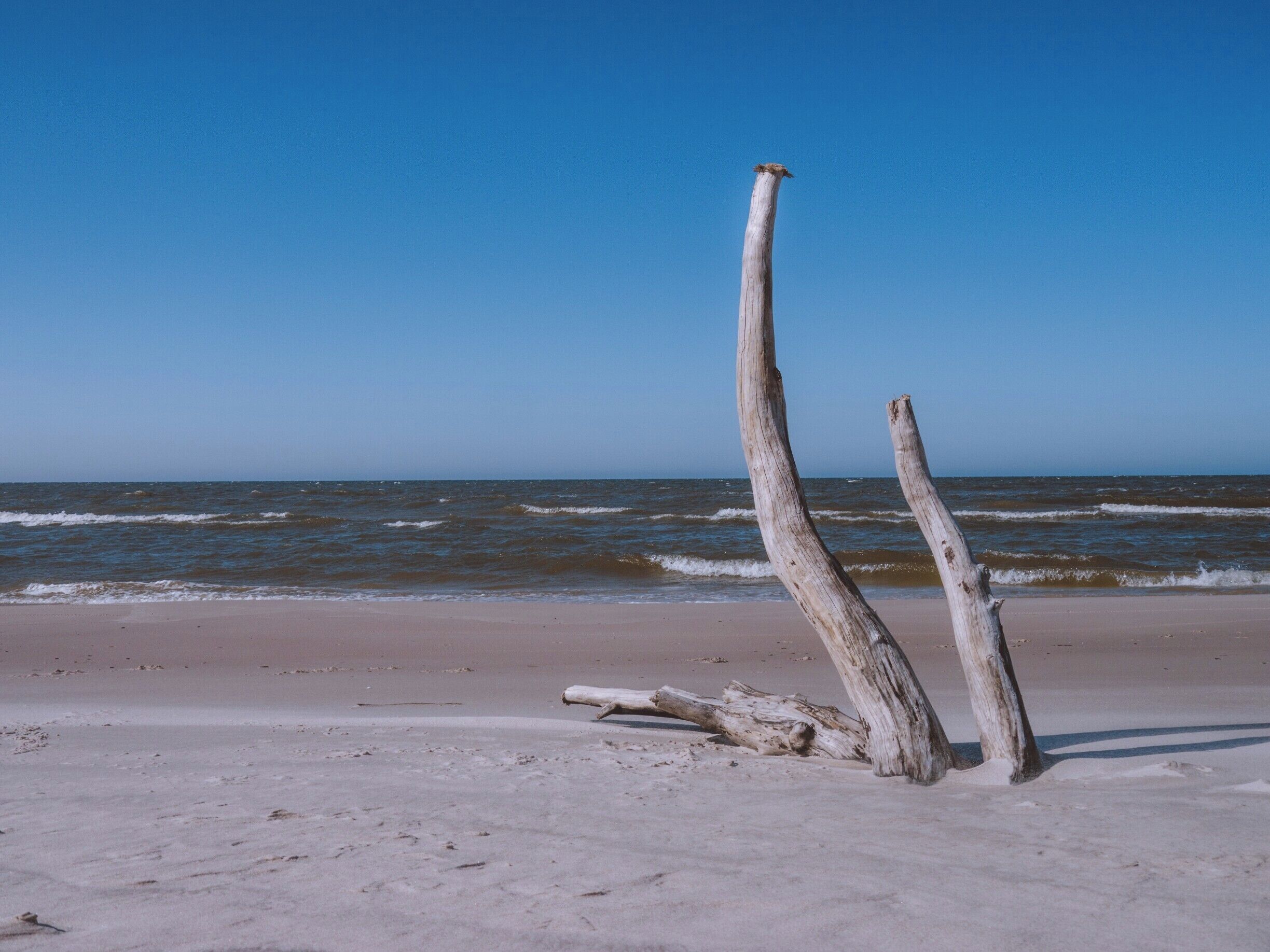 Driftwood on a sandy beach with the ocean in the background.