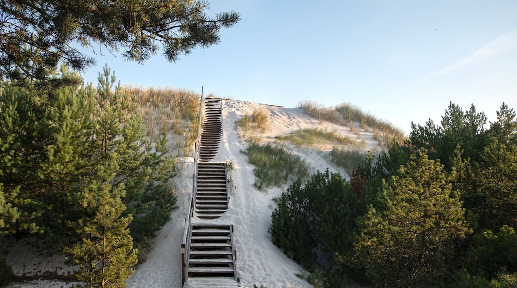 A wooden staircase leading up a sandy slope surrounded by pine trees.