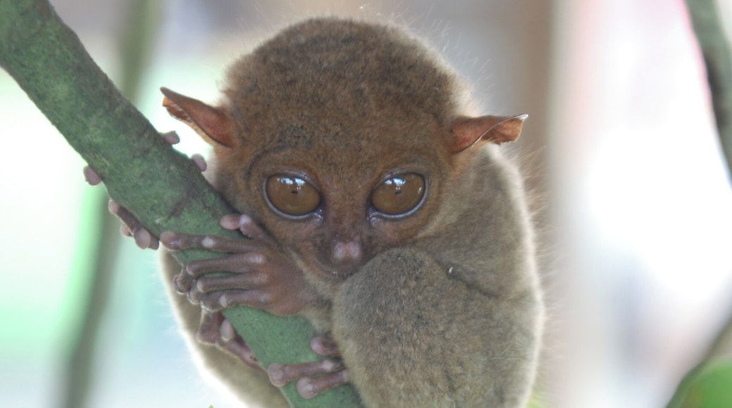 The Philippine tarsier is the smallest primate in the world. This one only looks big because I used a zoom lens but he's actually only as big as my fist. Doesn't he remind you of Yoda from Star Wars?