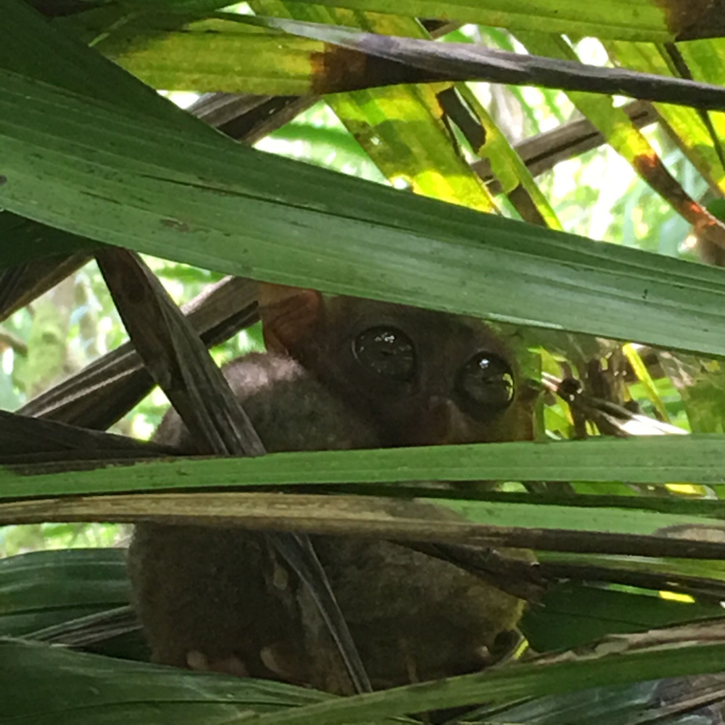 Tarsier the smallest monkey...glad she opened her eyes for me..they are nocturnal creatures...probably I'm disturbing her sleep😁
Bohol, Philippines 