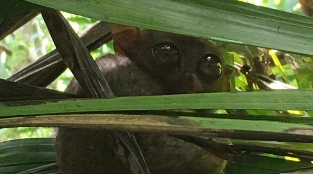 Tarsier the smallest monkey...glad she opened her eyes for me..they are nocturnal creatures...probably I'm disturbing her sleep😁
Bohol, Philippines