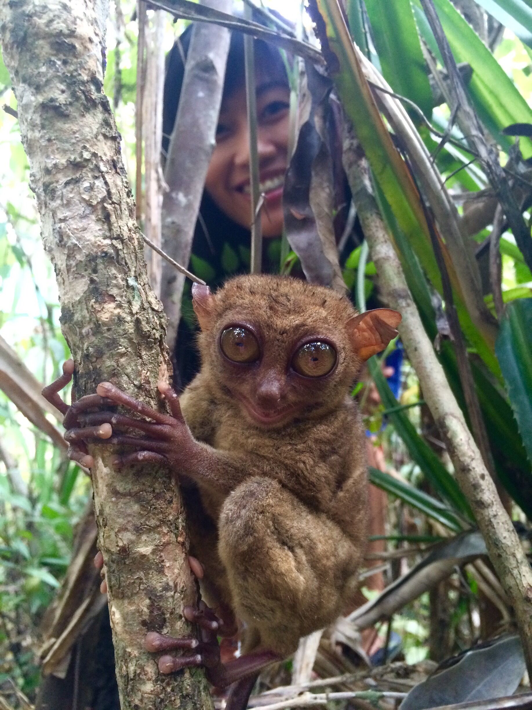 Joob N a little cute Tarsier