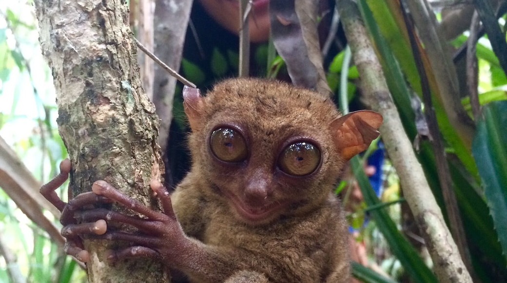 Joob N a little cute Tarsier