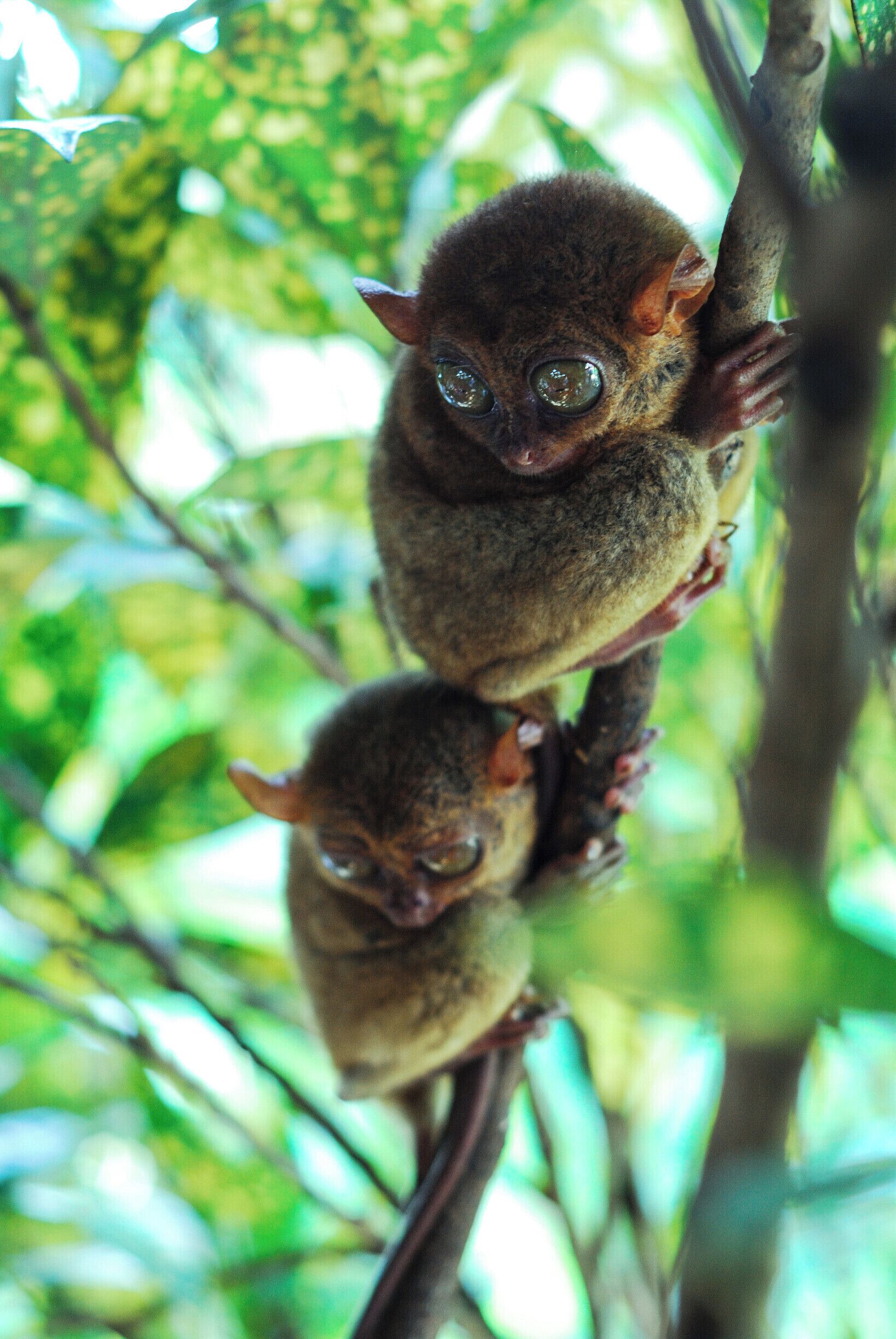 Drop by this park for a rare chance to get up close to the Philippine tarsier in its natural habitat. #roadtrip
