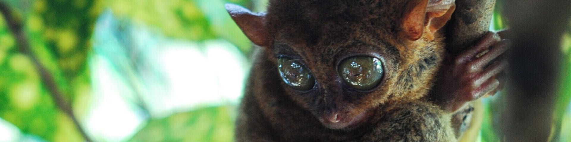Two small primates with large eyes clinging to a tree branch amidst dense green foliage.