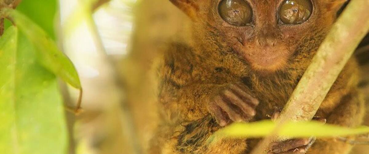 The tarsier is an endangered specie and if you want to see this wonderful creature up close in Bohol – Philippines, please take note of this fact!
Read: http://iamaileen.com/bohol-philippines-loboc-tarsier-conservation-area/
#bohol #philippines #asia