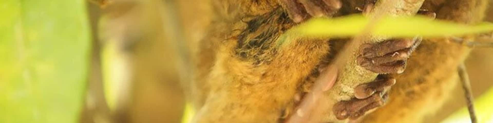 The tarsier is an endangered specie and if you want to see this wonderful creature up close in Bohol – Philippines, please take note of this fact!
Read: http://iamaileen.com/bohol-philippines-loboc-tarsier-conservation-area/
#bohol #philippines #asia