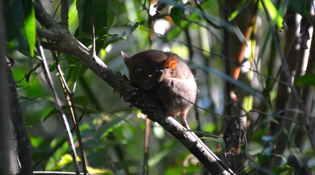 ET? Gremlin? No, it is a Tarsier. A tiny little animal that can be found in Philippines. I visited a Tarsier sanctuary in Corella on the island of Bohol.
More info about these cute creatures: http://en.wikipedia.org/wiki/Tarsier
#philippines #bohol #nature