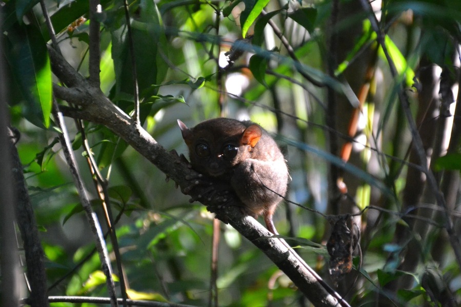ET? Gremlin? No, it is a Tarsier. A tiny little animal that can be found in Philippines. I visited a Tarsier sanctuary in Corella on the island of Bohol.
More info about these cute creatures: http://en.wikipedia.org/wiki/Tarsier
#philippines #bohol #nature