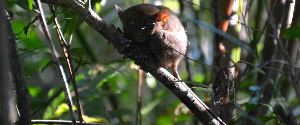 A brown squirrel on a tree branch in a dense forest.