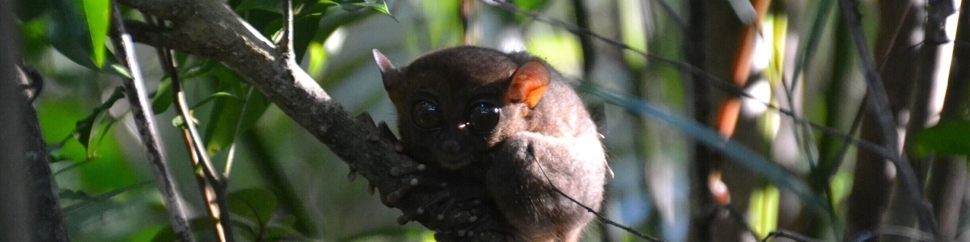 A brown squirrel on a tree branch in a dense forest.