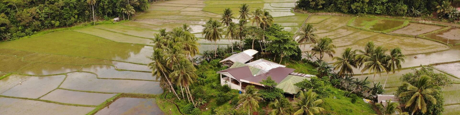 A rural landscape with terraced rice fields, a small house with a red roof, and palm trees.