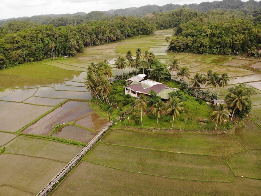 A rural landscape with terraced rice fields, a small house with a red roof, and palm trees.