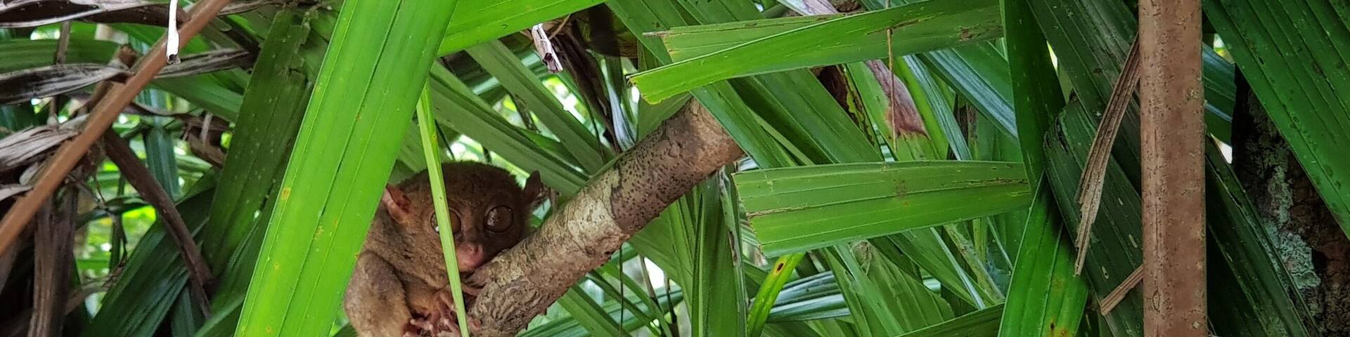 The Philippine Tarsier. These things commit suicide when stressed. This means that they are impossible to keep in captivity.
#Culture