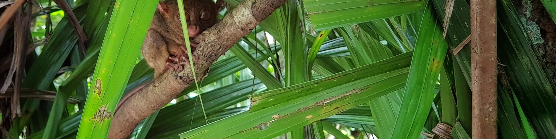 The Philippine Tarsier. These things commit suicide when stressed. This means that they are impossible to keep in captivity.
#Culture