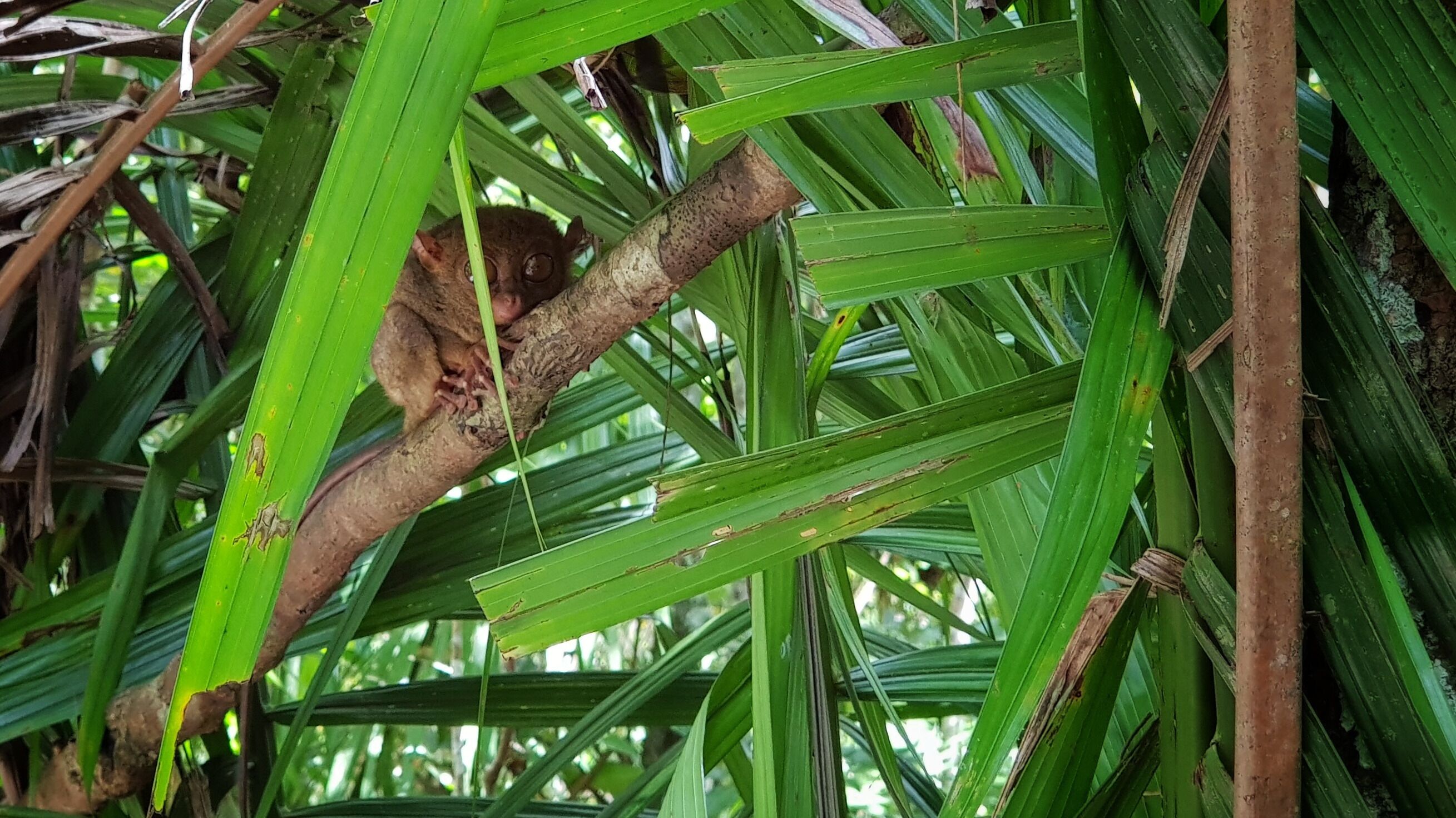 A brown animal with large eyes perched on a branch amidst green foliage.