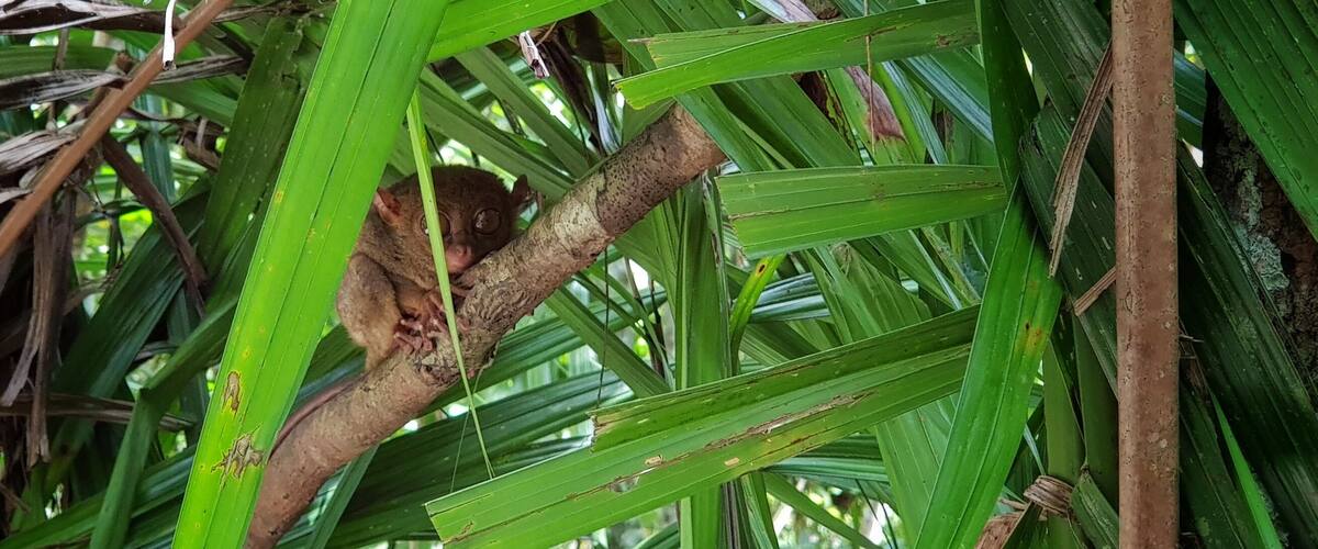 A brown animal with large eyes perched on a branch amidst green foliage.