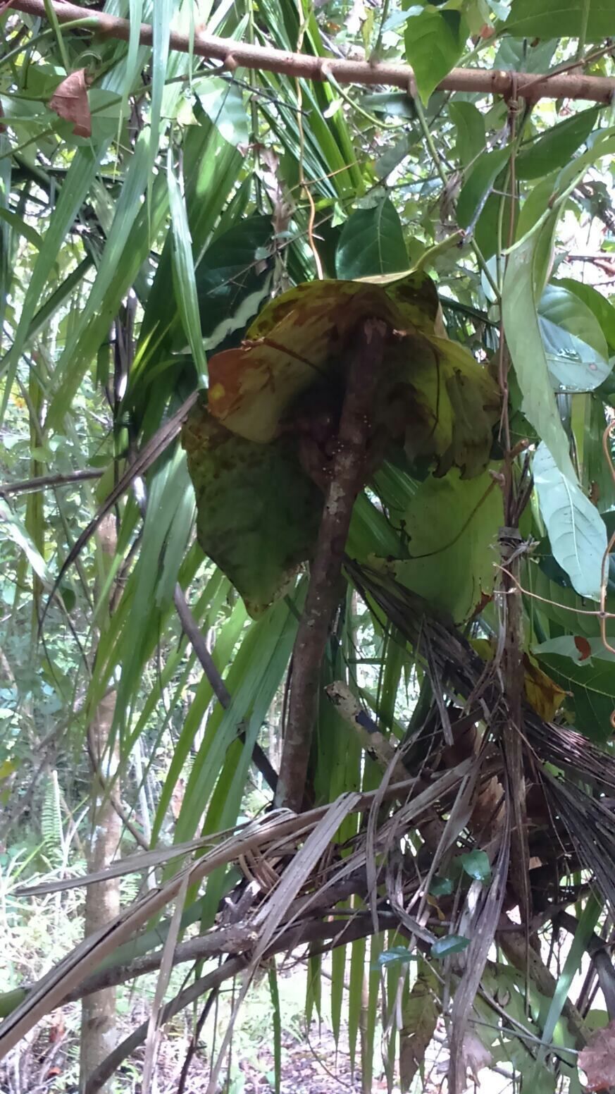 There's a lot of places Bohol has to offer, one of the most interesting is knowing how this endangered species live their lives, Tarsiers can't handle stress so they tend to commit suicide, so if wver you're planning to visit lower your voice down or better yet be silent :)