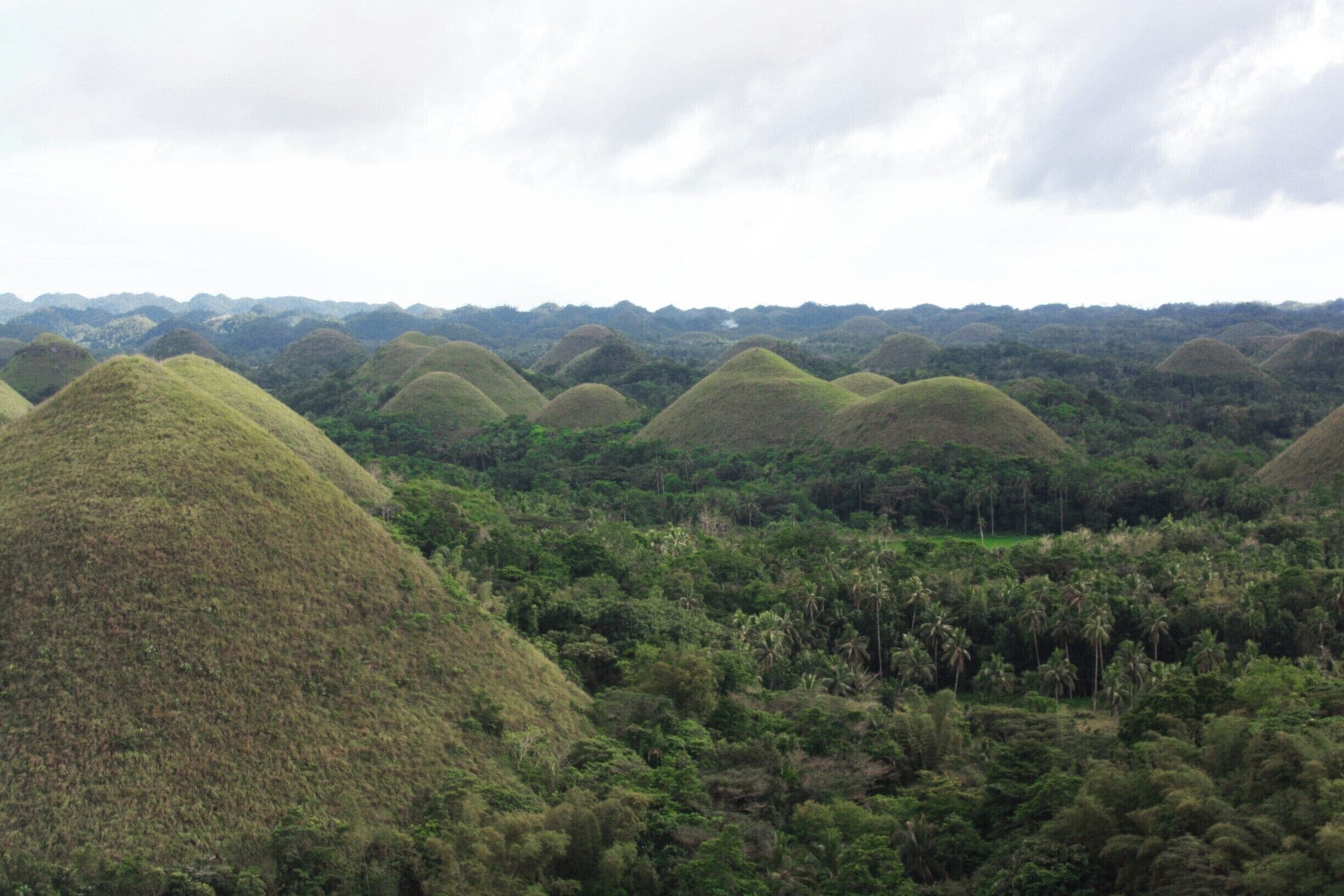The Chocolate Hills of Bohol look more like green tea hills here! There are over 1,000 of these 'mole' hills in the area. I went during the wet season. That's why they're green. They turn into their namesake (chocolate brown) during the dry season.