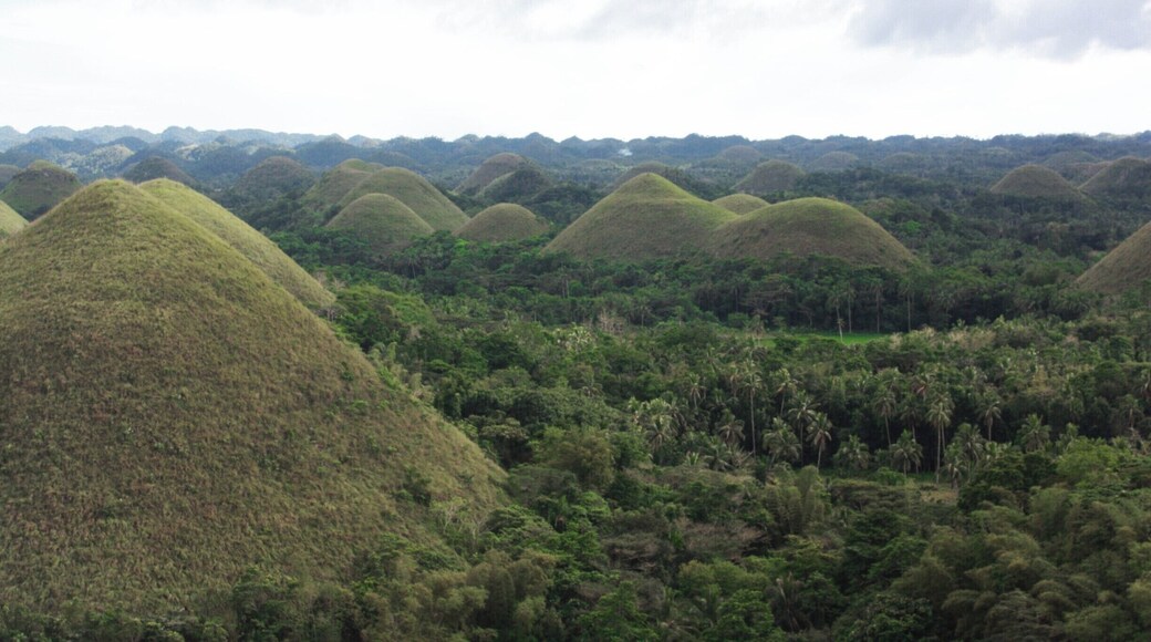 The Chocolate Hills of Bohol look more like green tea hills here! There are over 1,000 of these 'mole' hills in the area. I went during the wet season. That's why they're green. They turn into their namesake (chocolate brown) during the dry season.