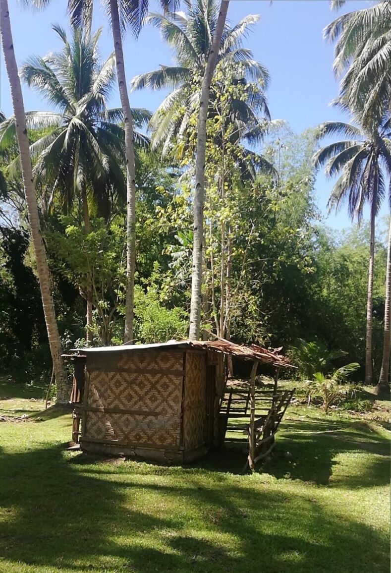 A wooden structure with a patterned roof in a lush, green environment with tall palm trees.