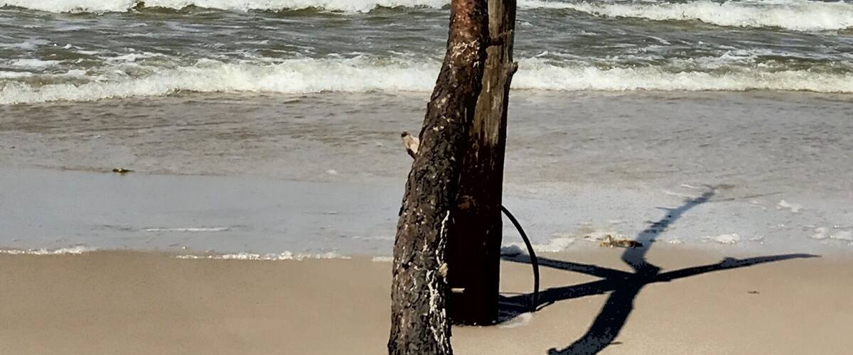 A weathered tree on a sandy beach with waves crashing in the background.