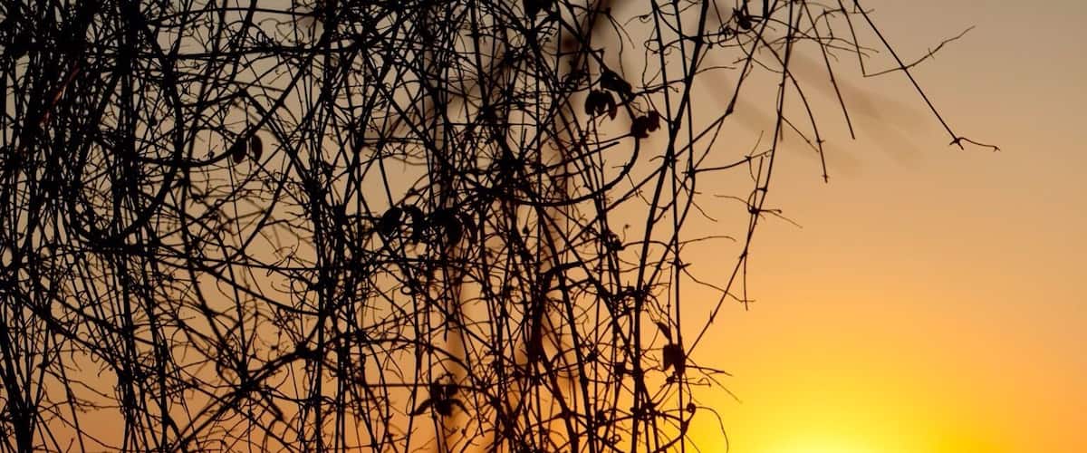 A sunset over a body of water with reflections of the sun and silhouettes of branches.