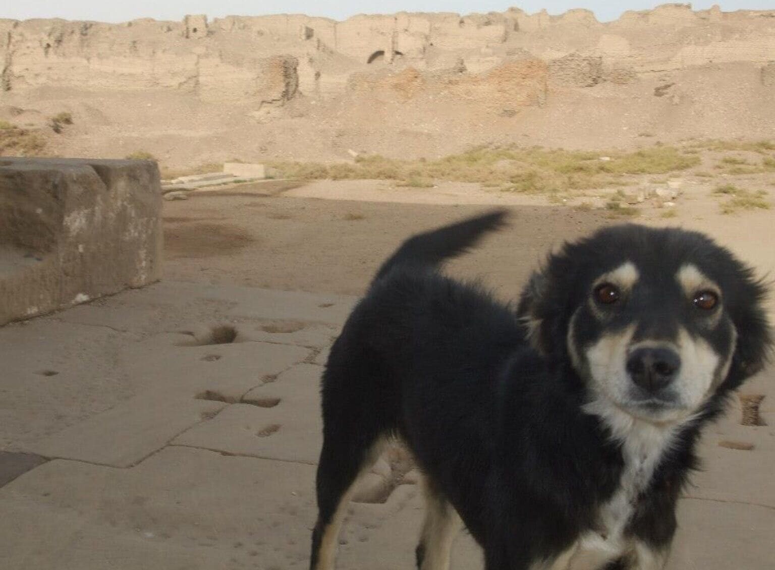 The most adorable guard dog at the Hathor Temple.