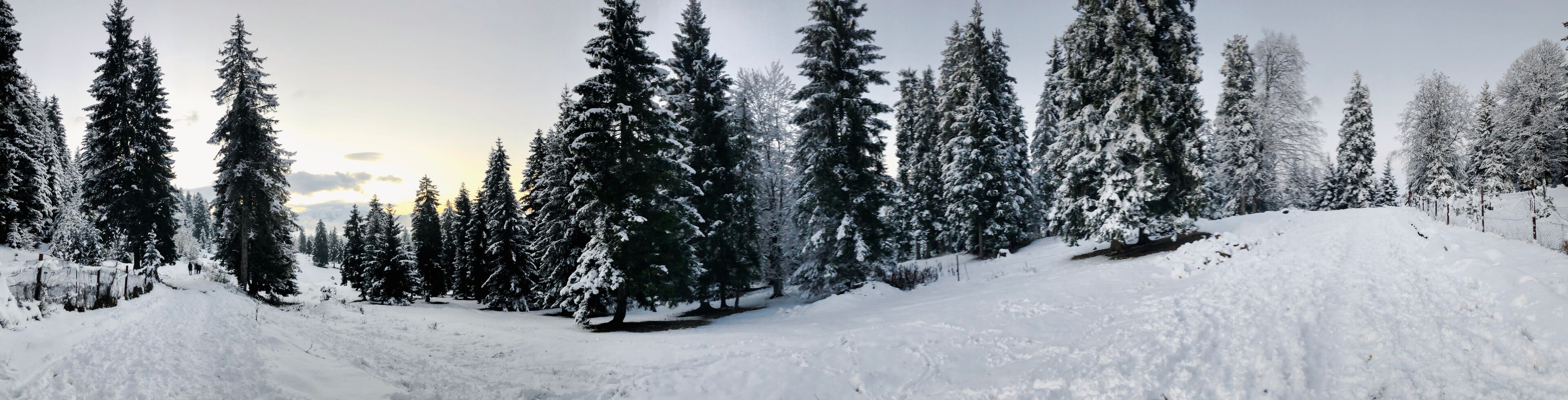 Snowfall. Trees in the snow. Sky in the winter season. Beautiful view