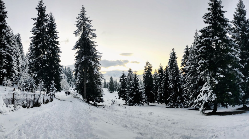 Snowfall. Trees in the snow. Sky in the winter season. Beautiful view