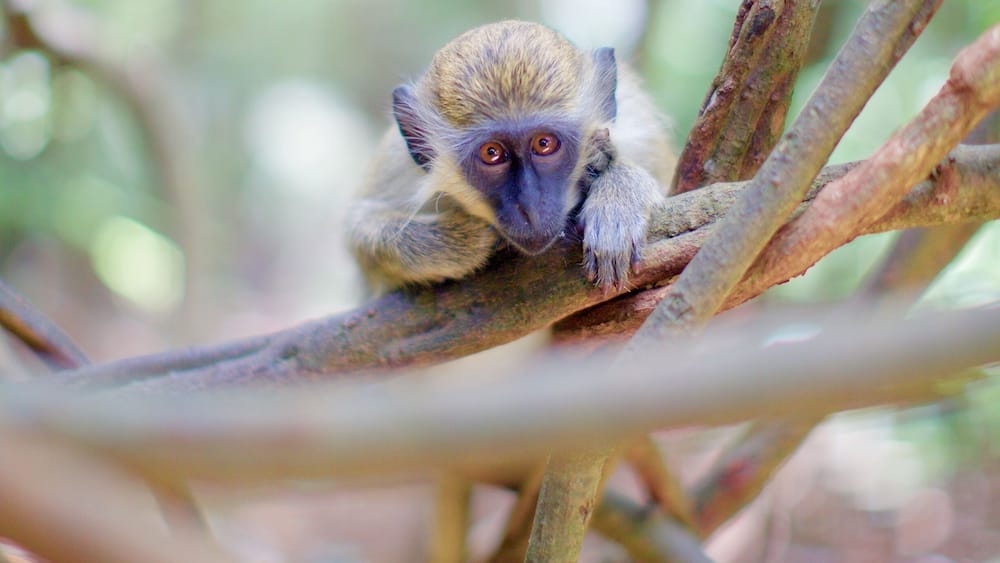 The Barbados Green Monkey.