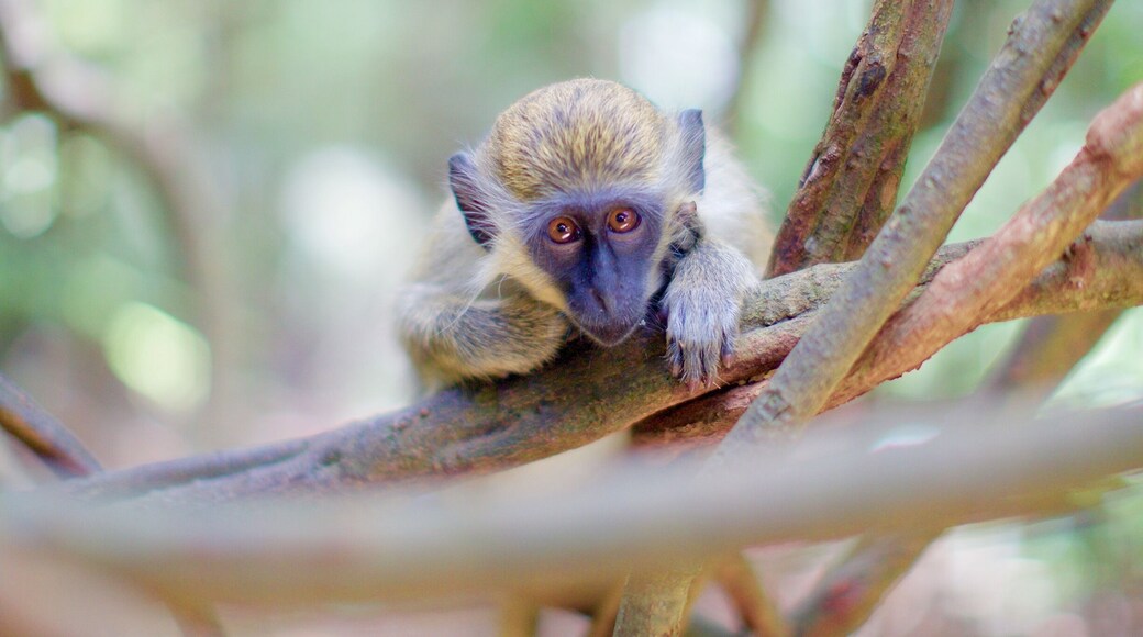 The Barbados Green Monkey.
