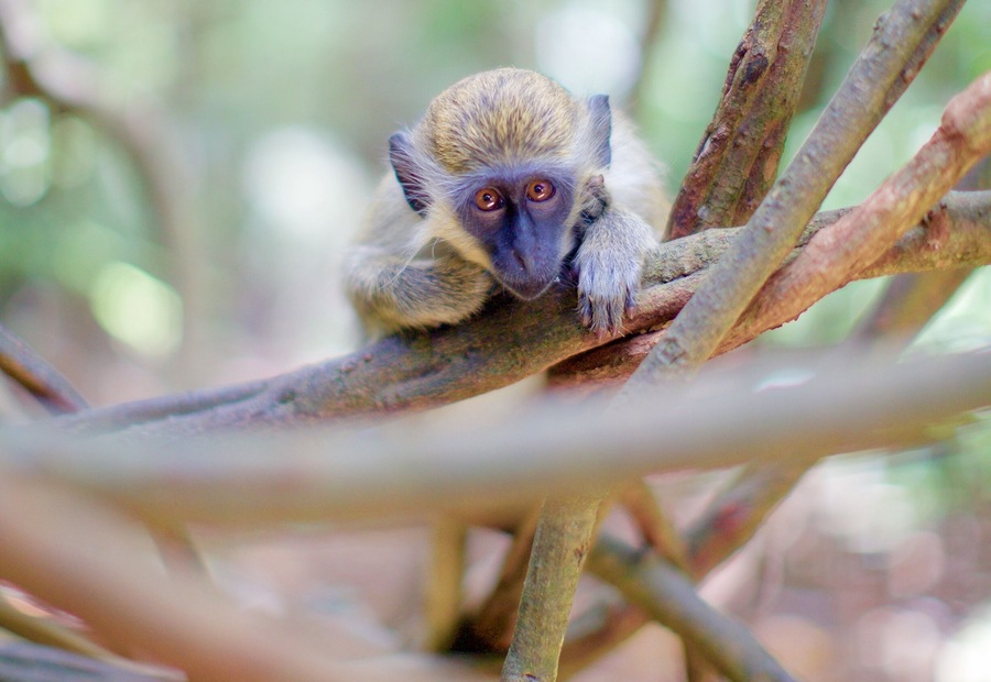 The Barbados Green Monkey.