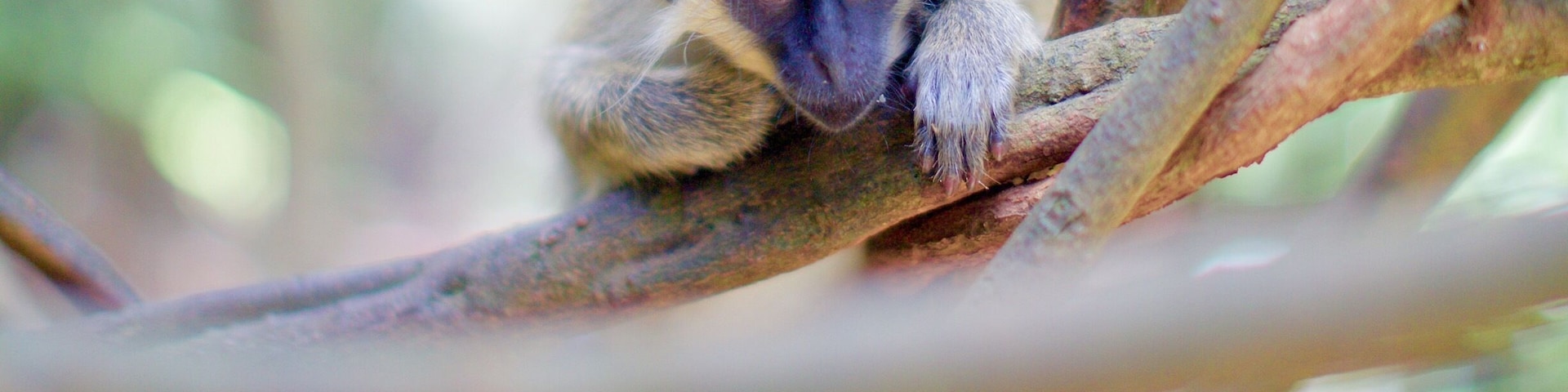 The Barbados Green Monkey.